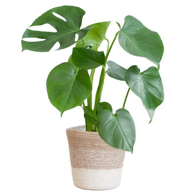 Monstera Deliciosa mit Lissabon Korb Weiß - Ø17cm - 40-50cm - Zimmerpflanze - Im