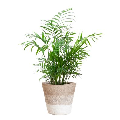 Chamadorea Elegans mit Korb Lissabon weiß - Ø17cm - 45-55cm - Zimmerpflanze - Im