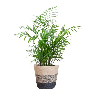 Chamadorea Elegans mit Korb Lissabon Schwarz - Ø17cm - 45-55cm - Zimmerpflanze