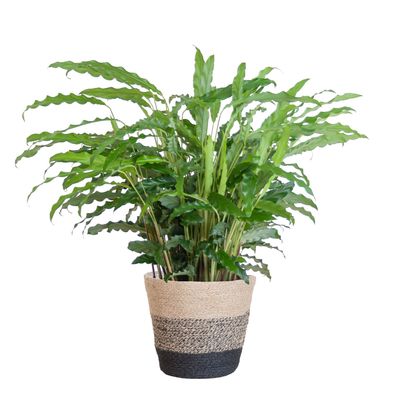 Calathea Rufibarba mit Korb Lissabon schwarz - Ø17cm - 45-55cm - Zimmerpflanze