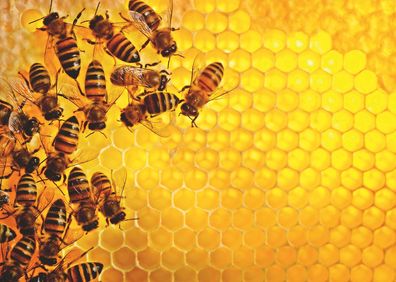 Challenge - Bienen