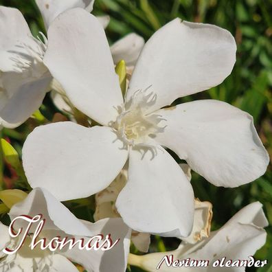 Oleander "Thomas" - Nerium oleander - Größe C15