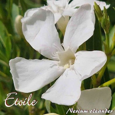 Oleander "Etoile" - Nerium oleander - Größe C15