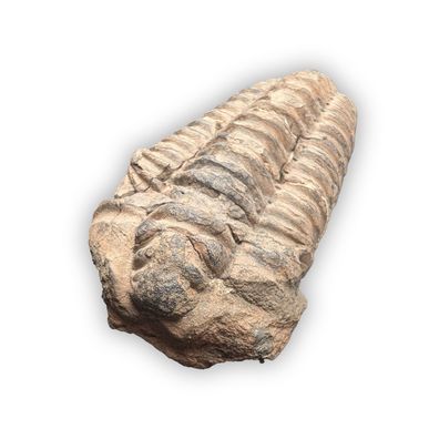 Trilobit Fossilien Calymene Versteinerung - Echte Gliederfüßer Fossile Trilobiten