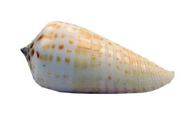 Conus inscriptus 42mm bis 47mm