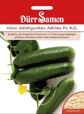 Dürr Mini-Gurken Adrian F1, sehr ertragreich mit ca. 15-20 cm dunkelgrünen