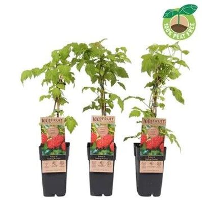 Himbeere - Rubus idaeus Malling Promise ertragreiche Gartenhimbeere