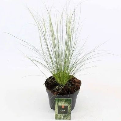 Zartes Federgras Stipa tenuissima Ponytails 20-30 cm - Gräser - Ziergras