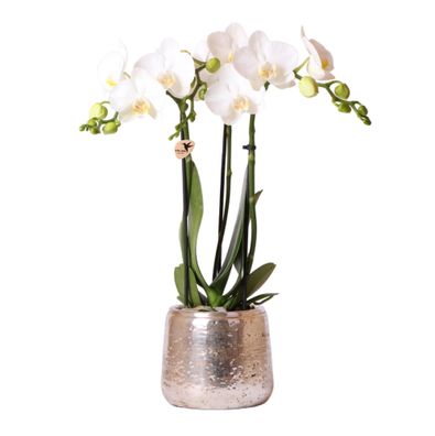 weiße Phalaenopsis Orchidee - Amabilis + Luxus-Ziertopf silber - Ø9cm - 30-40cm