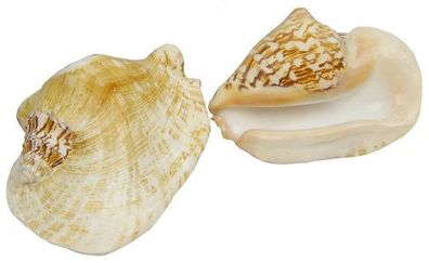 Breite Flügelschnecke XL
