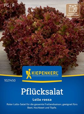 Pflücksalat Lollo rossa, roter Lollo-Salat - für die gesamte Freilandsaison,