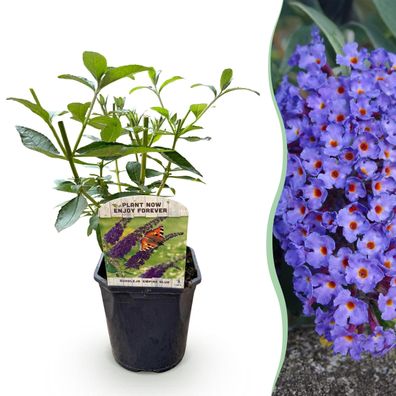 Schmetterlingsstrauch - Buddleja davidii Empire Blue - Blüte Blau - 1 Pflanze - L