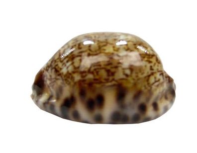 Mauritia eglantina 31-50mm