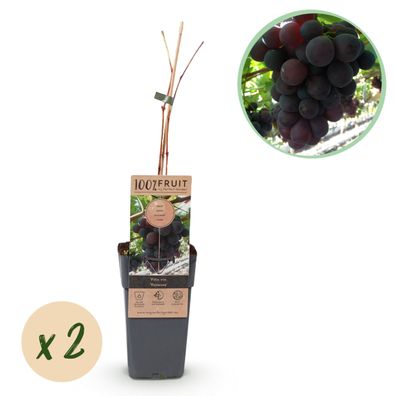 Obstpflanze - Lila Traube - Vitis vinifera Vanessa - Kernlos - 2 Pflanzen - Ø15cm