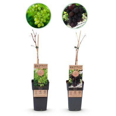 Obstpflanze - Lila & Weiße Traube - Vitis vinifera Vanessa & Himrod - Kernlos - 2