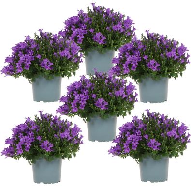 Campanula Addenda Glockenblume lila 12cm Topf 6 Pflanzen ausreichend für 1qm Boden