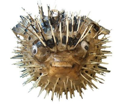 Stachelfisch/Igelfisch/Kugelfisch ab 28 cm