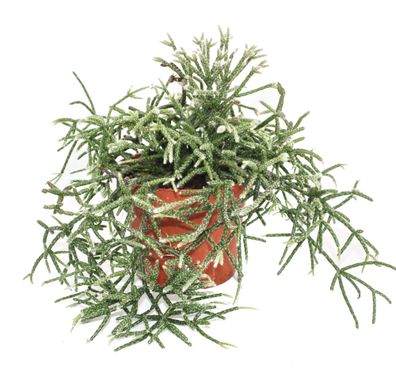 Rhipsalis pilocarpa - Korallenkaktus - im 12cm Topf
