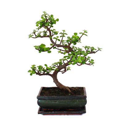 Bonsai - Portulacaria afra - Jadebaum - Afrikanischer Elefantenbaum - ca. 10 Jahre