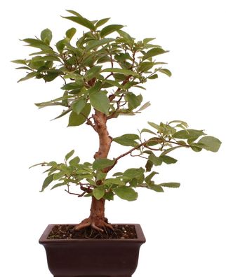Bonsai - Stewartia monodelpha, Scheinkamelie 216/160