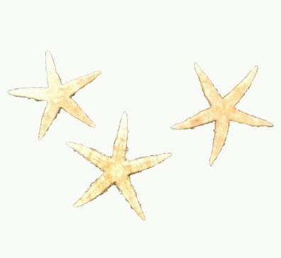 Seestern flach (3x)