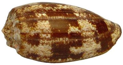 Kegelschnecke Conus geographus 8cm