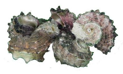 Angaria delphinus L