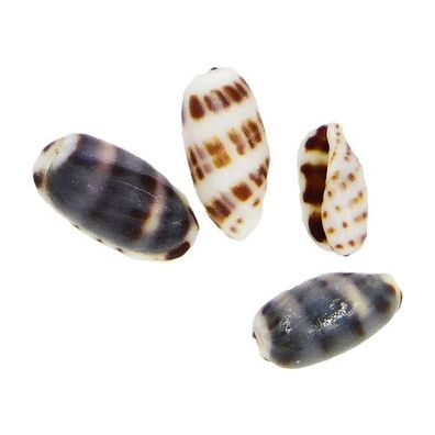 Cypraea Felina 8-11mm
