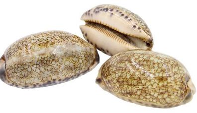 Mauritia arabica immanis 55-65mm