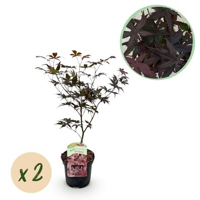 Terrassenpflanze - Japanischer Ahorn - Acer palmatum Sangokaku - Grün - 2 Pflanze