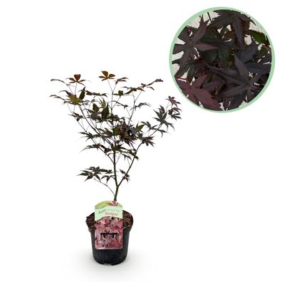 Terrassenpflanze - Japanischer Ahorn - Acer palmatum Sangokaku - Grün - 1 Pflanze