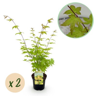 Terrassenpflanze - Japanischer Ahorn - Acer palmatum Summergold - Gelb - 2 Pflanze