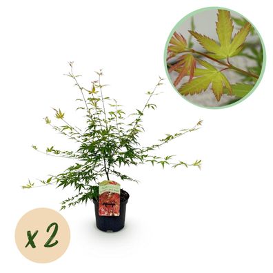Terrassenpflanze - Japanischer Ahorn - Acer palmatum Pink Dwarf - Pink - 2 Pflanze