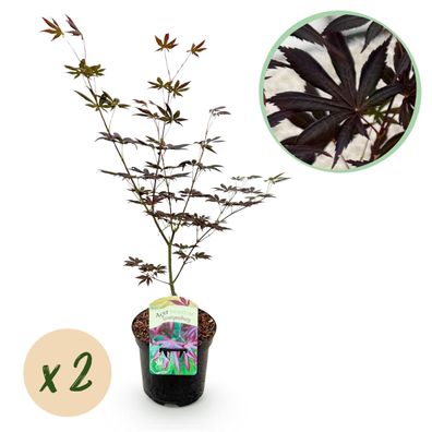 Terrassenpflanze - Japanischer Ahorn - Acer palmatum Trompenburg -Dunkellila - 2 P