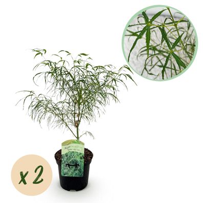 Terrassenpflanze - Japanischer Ahorn - Acer palmatum Koto-no-ito - Grün - 2 Pflan