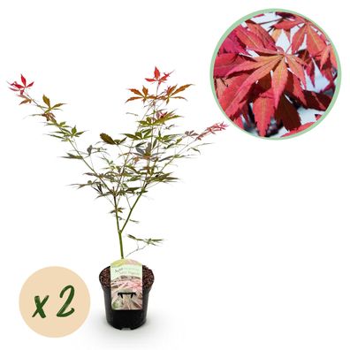 Terrassenpflanze - Japanischer Ahorn - Acer palmatum Sumi-nagashi - Rot - 2 Pflanz