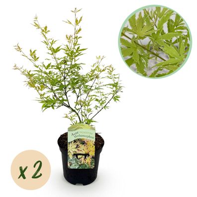 Terrassenpflanze - Japanischer Ahorn - Acer palmatum Methamorphosa - Grün - 2 Pfl