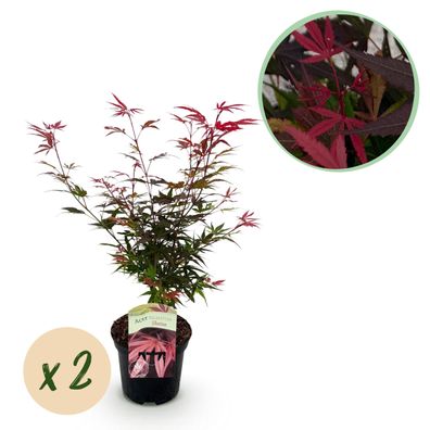 Terrassenpflanze - Japanischer Ahorn - Acer palmatum Shaina - Rot - 2 Pflanzen - L