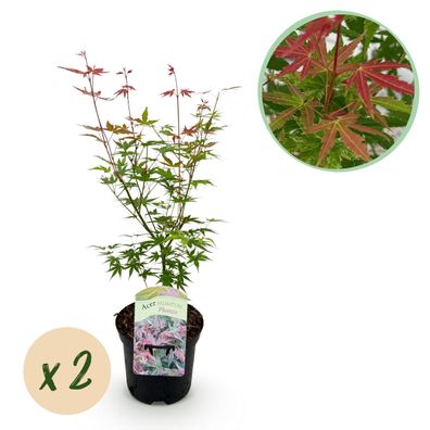 Terrassenpflanze - Japanischer Ahorn - Acer palmatum Phoenix - Rosa - 2 Pflanzen