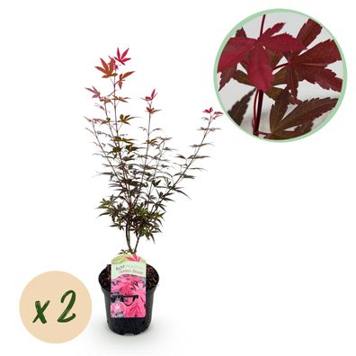 Terrassenpflanze - Japanischer Ahorn - Acer palmatum Skeetsers Broom - Violett - 2