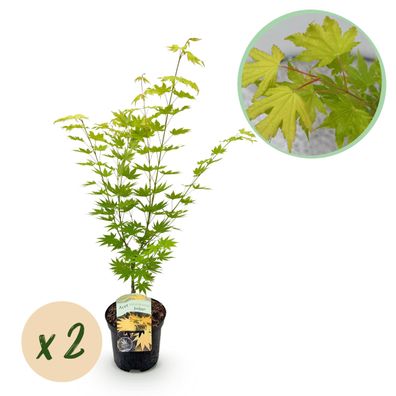 Terrassenpflanze - Japanischer Ahorn - Acer palmatum Jordan - Gelb - 2 Pflanzen