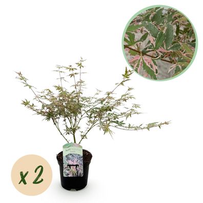 Terrassenpflanze - Japanischer Ahorn - Acer palmatum Iyoshi - Rosa - 2 Pflanzen