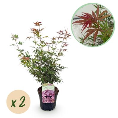 Terrassenpflanze - Japanischer Ahorn - Acer palmatum Jerre Swarts - Dunkelrot - 2