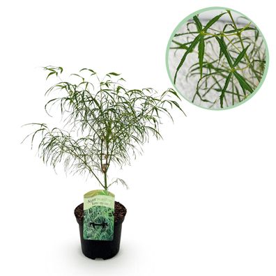 Terrassenpflanze - Japanischer Ahorn - Acer palmatum Koto-no-ito - Grün - 1 Pflan