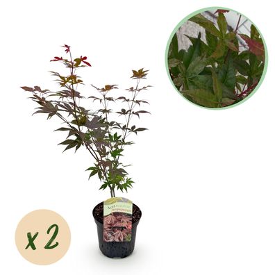 Terrassenpflanze - Japanischer Ahorn - Acer palmatum Atropurpureum - Lila - 2 Pfla