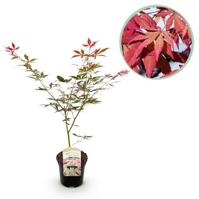 Terrassenpflanze - Japanischer Ahorn - Acer palmatum Sumi-nagashi - Rot - 1 Pflanz