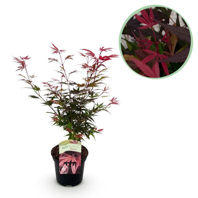 Terrassenpflanze - Japanischer Ahorn - Acer palmatum Shaina - Rot - 1 Pflanze - La