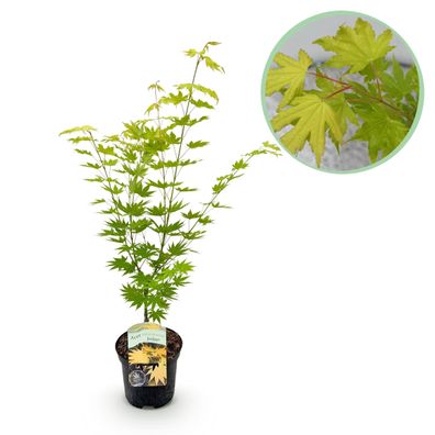 Terrassenpflanze - Japanischer Ahorn - Acer palmatum Jordan - Gelb - 1 Pflanze - L