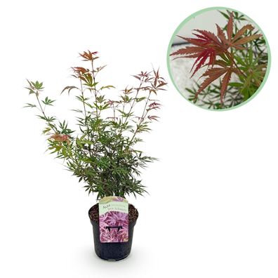 Terrassenpflanze - Japanischer Ahorn - Acer palmatum Jerre Swarts - Dunkelrot - 1