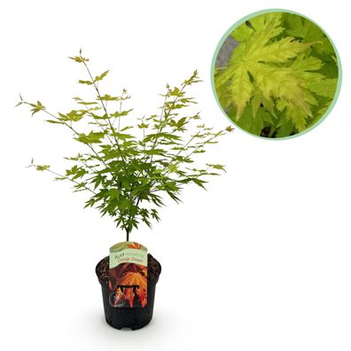 Terrassenpflanze - Japanischer Ahorn - Acer palmatum Orange Dream - Orange - 1 Pfl